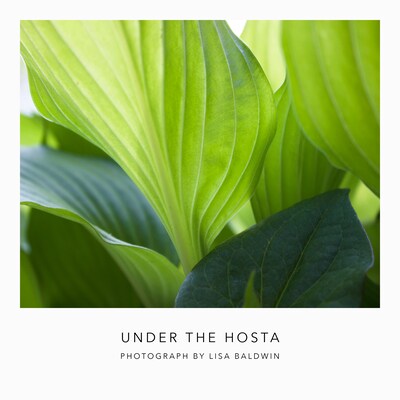 Under the Hosta - Sunlight through the Hosta Leaves on the Garden Path - Abstract Photo - Print in Shades of Green - image1
